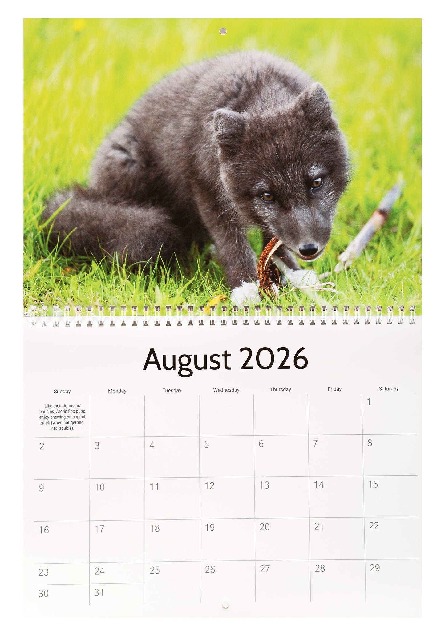 All My Wildlife Friends 2026 Calendar