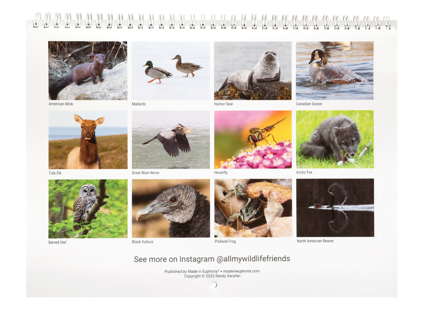 All My Wildlife Friends 2026 Calendar