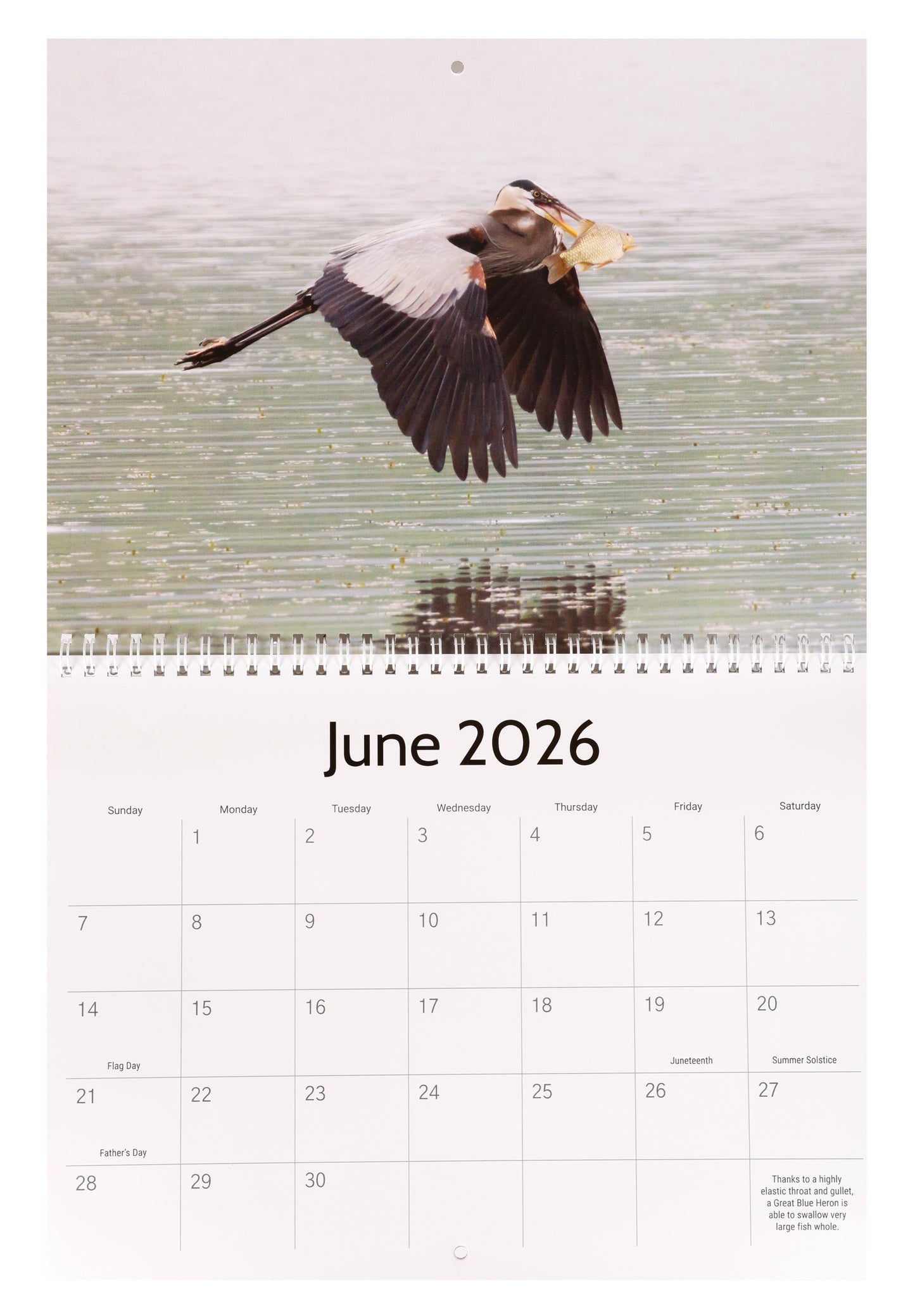 All My Wildlife Friends 2026 Calendar