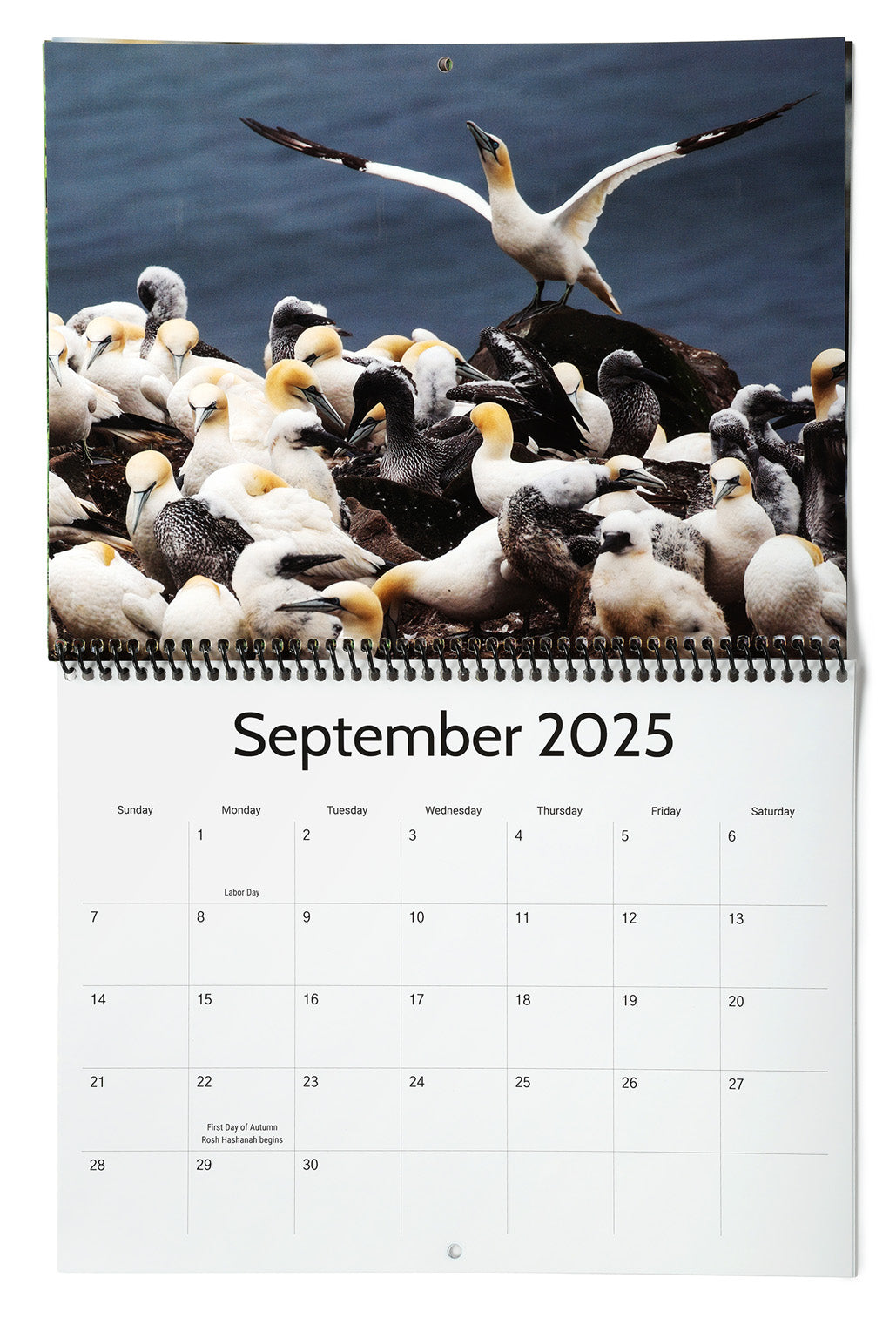 All My Wildlife Friends 2025 Calendar